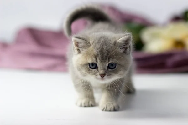 Britská kočka, kotě na barevném pozadí — Stock fotografie