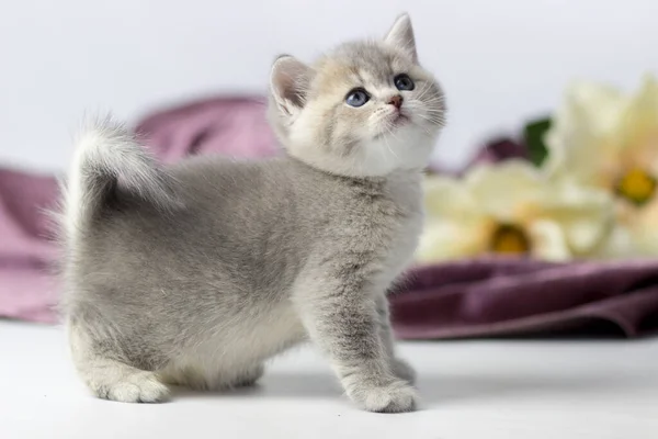 Brittisk katt, kattunge på en färgad bakgrund — Stockfoto
