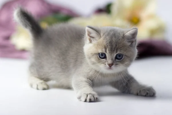 British cat, kitten on a colored background — Stock Photo, Image