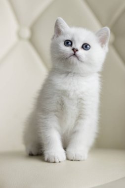 İngiliz Shorthair gümüş renkli kedi yavrusu.