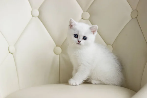 Brytyjski krótkowłosa kotek w kolorze srebrnym. — Zdjęcie stockowe