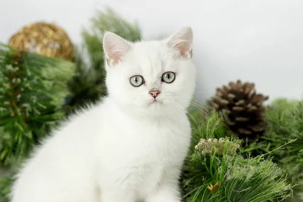 Retrato de gato britânico adorável desejando Feliz Natal e Feliz Ano Novo — Fotografia de Stock