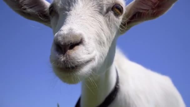 Curiosa Goat Sniffing Camera Capra Divertente Vicino — Video Stock