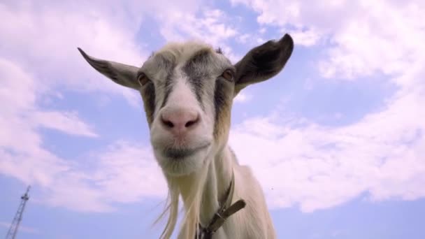 Curiosa Câmara Cheirar Cabras Cabra Engraçada Close — Vídeo de Stock