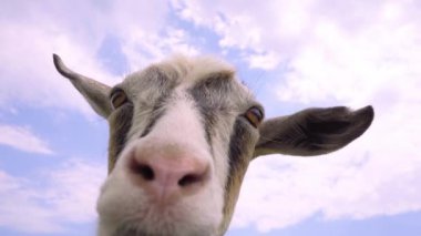 Meraklı Keçi Koku Kamerası. Komik keçi Yaklaş, 4k