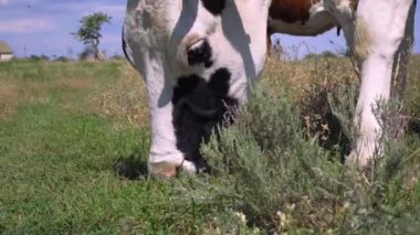 Çayırdaki İnek Yiyen Çimenler 'in yakın çekimi. İnekler çayırda otluyor, 4k