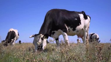 Süt inekleri sürüsü çayırda otluyor, 4k