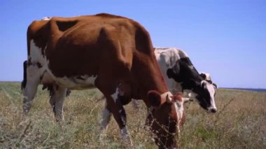 Süt inekleri sürüsü çayırda otluyor, 4k