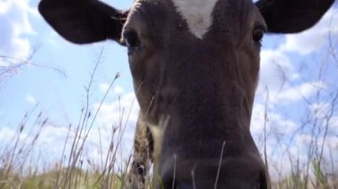 Baldırın Gökyüzü Arkaplanındaki Yakın Çekimi. Meraklı Genç Boğa Kameraya Bakıyor 