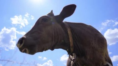 Baldırın Gökyüzü Arkaplanındaki Yakın Çekimi. Meraklı Genç Boğa Kamera Arıyor, 4K