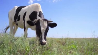 Siyah ve Beyaz İnek çayırda otluyor. Dairy sığır otlağı, 4k
