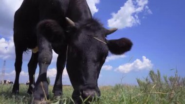 Kara İnek çayırda ot yiyor ve kameraya bakıyor. Süt sığırı, 4k