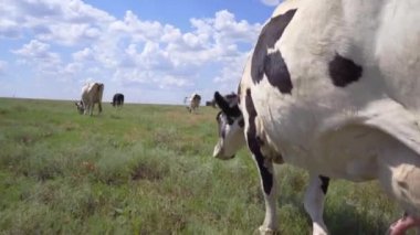 Çayırda Yürüyen Süt İneği, 4k