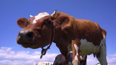 4K, Kameraya Bakan İneğin Yakın Çekimi. Çayırda otlayan İnekler Sürüsü