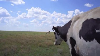 Çayırda Yürüyen Süt İneği, 4k