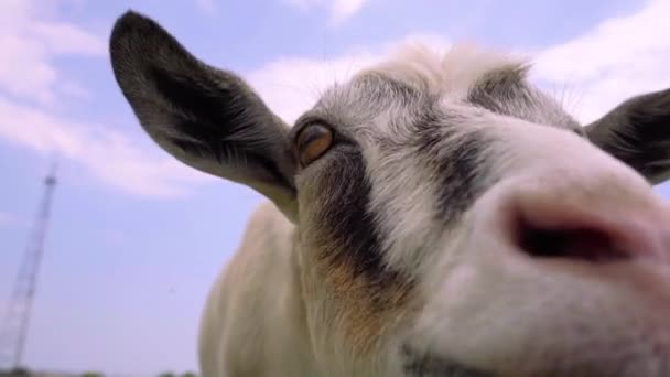 気になるヤギの狙撃カメラ 面白いヤギを閉じる — ストック動画