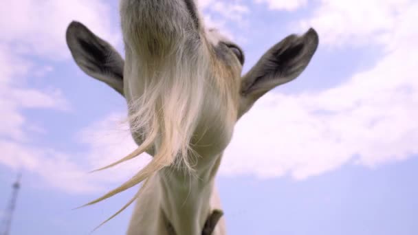 Nyfiken Goat Sniffing Kamera Rolig Get Närbild — Stockvideo