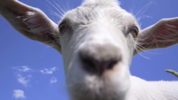 Detailní Záběr Legrační Koza Pozadí Modrého Nebe Zvědavá Kozí Čichací — Stock video