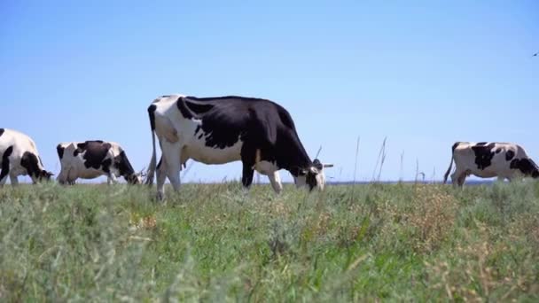 Mléčné Krávy Pasoucí Louce — Stock video
