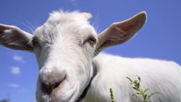 Goat Grazing Meadow Cabra Engraçada Fundo Azul Céu — Vídeo de Stock