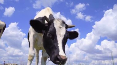 Bulutlu mavi gökyüzüne karşı bir çayırda duran süt ineği, 4K