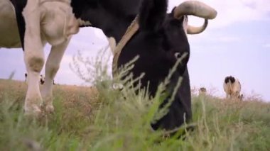 Çayırdaki İnek Yiyen Çimenler 'in yakın çekimi. İnekler çayırda otluyor, 4k