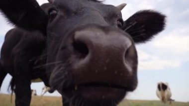 Kamerayı yalamaya çalışan meraklı inek. Süt inekleri çayırda otluyor, 4k