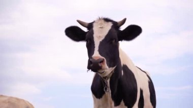 Siyah ve Beyaz İnek Ayakta Duran Çayır. Hayvan kafasını çevirir ve kameraya bakar, 4k