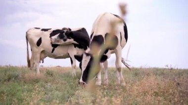 Süt inekleri çayırda otluyor. 4k