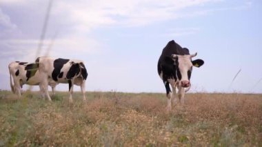 Süt inekleri çayırda otluyor. 4k