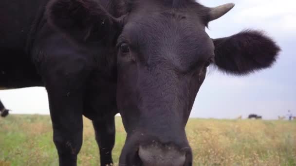 Чёрная Корова Смотрит Камеру Нюхает Молочная Корова Крупным Планом — стоковое видео