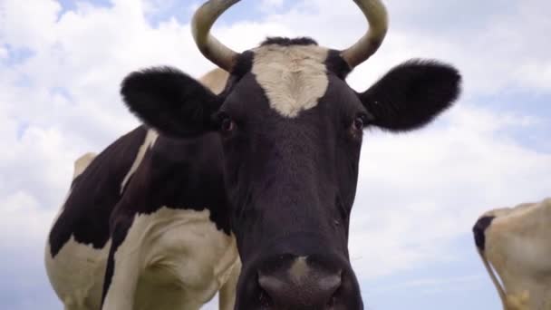 Αγελάδα Κοιτάζει Την Κάμερα Και Την Μυρίζει Αγελάδα Γαλακτοπαραγωγής — Αρχείο Βίντεο