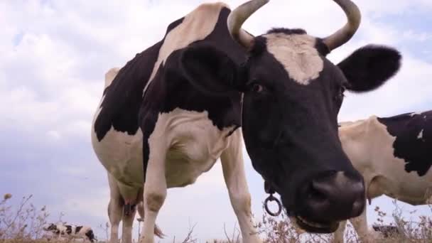 Rolig Tugga Gräs Betesmark Mjölkkor Graze Ängen — Stockvideo