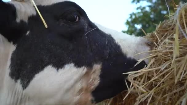 Vaca Lechera Comiendo Heno Granja Cabeza Mascar Vaca Cerca — Vídeo de stock