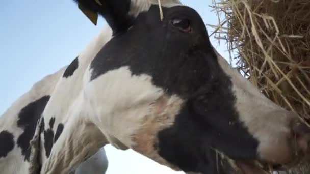 Vaca Lechera Comiendo Heno Granja Cabeza Mascar Vaca Cerca — Vídeo de stock