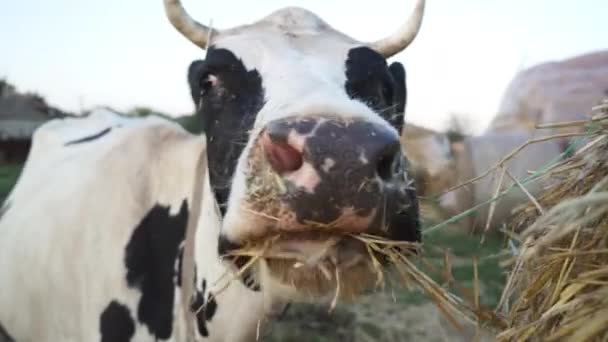 Milchkühe Fressen Heu Auf Dem Bauernhof Kuhkaukopf Aus Nächster Nähe — Stockvideo