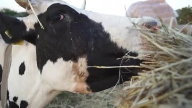 4k, Siyah ve Beyaz İnek Saman Çiğniyor. Saman Yiyen İnek 'in Yakın Çekimi