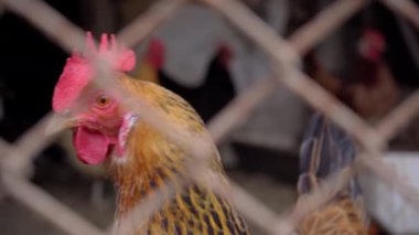 Çiftlikteki Kümes Hayvanları Evi 'nde bir tavuğun yakın çekimi. Hayvan Çiftliği, 4k