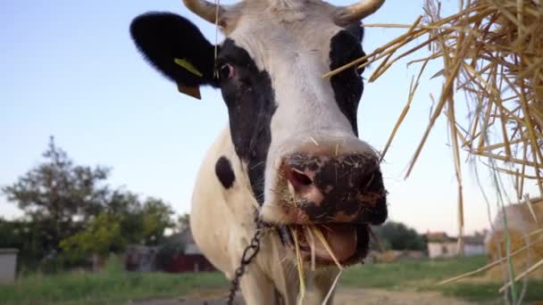 Vaca Negra Blanca Mastica Heno Primer Plano Vaca Comiendo Heno — Vídeo de stock