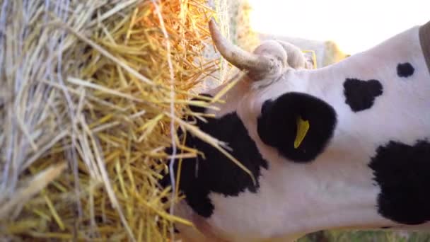 Czarno Biała Krowa Żuje Siano Zbliżenie Krowie Jedzenie Siano — Wideo stockowe