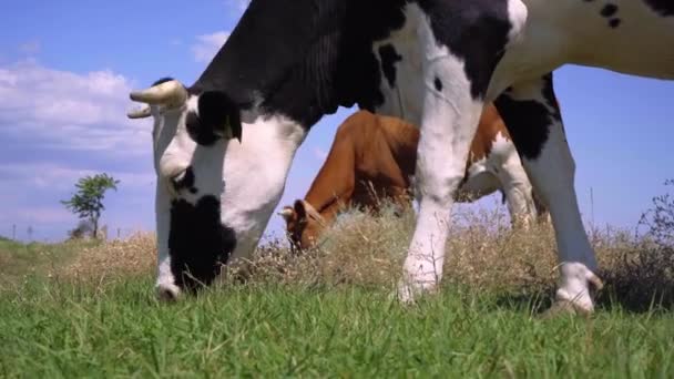 Primer Plano Vaca Comiendo Hierba Pasto Manía Las Vacas Prado — Vídeo de stock