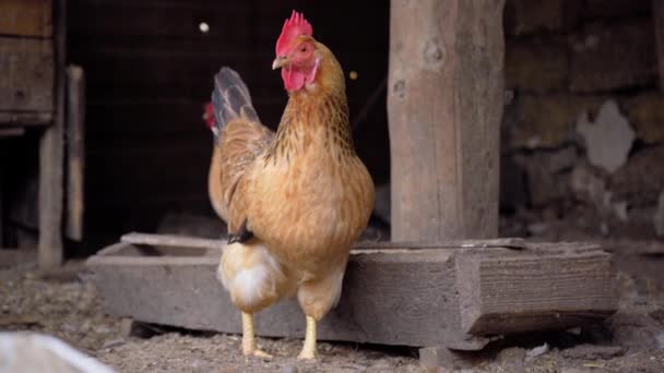 Zrzavé Kuře Stojí Kurníku Farmě Farma Zvířat — Stock video