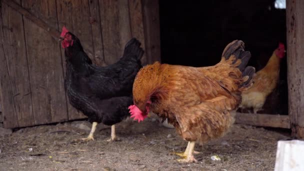 Κατοικίδια Κοτόπουλα Και Πάπιες Ένα Πτηνοτροφείο Μια Φάρμα Φάρμα Ζώων — Αρχείο Βίντεο