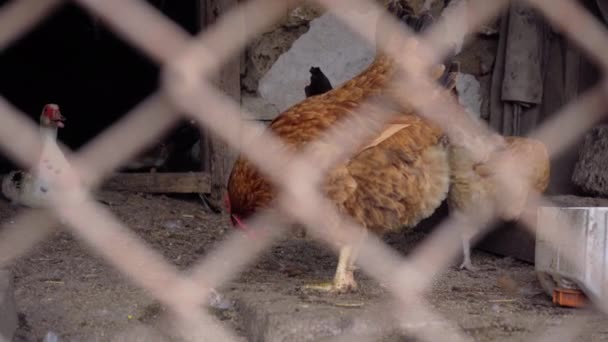 Çiftlikteki Kümes Evinde Evcil Tavuklar Ördekler Hayvan Çiftliği — Stok video