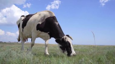 Siyah ve Beyaz Süt İneği çayırda otluyor. Çiftlik ve Çiftlik hayvanları