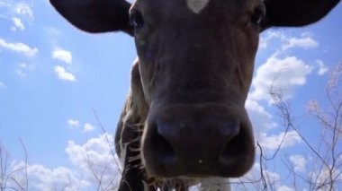 Genç dana kameraya bakıyor. İneğin yakın çekimi. Çiftlik ve Çiftlik hayvanları