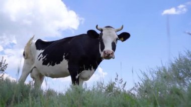 Çayırda süt ineği yiyen çim. Çiftlik ve Çiftlik hayvanları