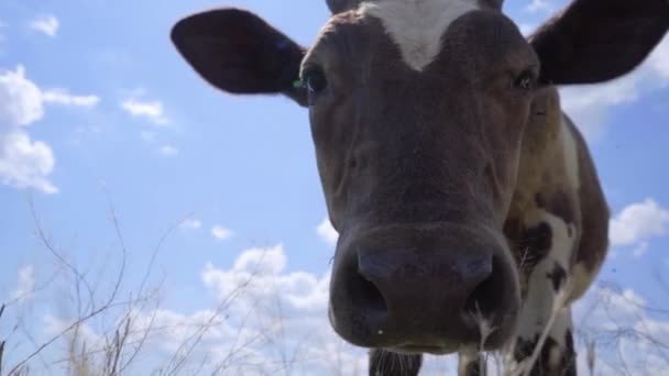 Κοντινό Πλάνο Young Calf Εναντίον Ουρανού Φόντο Ζωικό Κεφάλαιο Εκμετάλλευση — Αρχείο Βίντεο