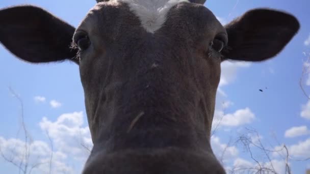 Toro Joven Curioso Tratando Oler Cámara Primer Plano Una Vaca — Vídeos de Stock