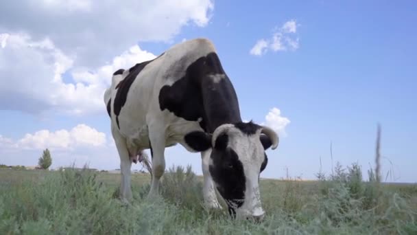 Vacca Bianca Nera Pascolo Sul Prato Fattoria Bestiame — Video Stock